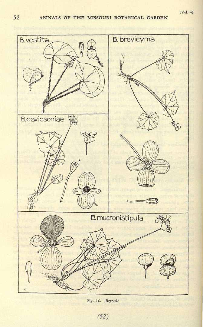 B. mucronistipula